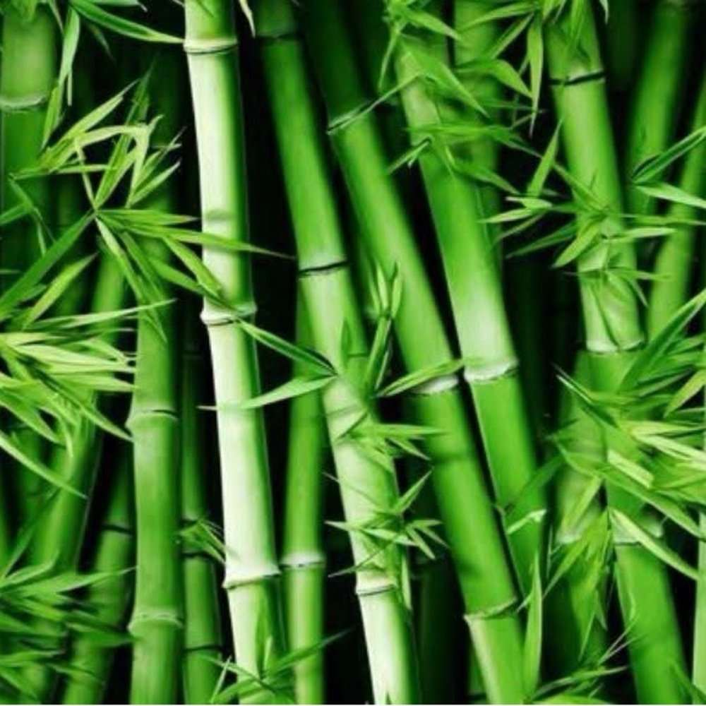 Lush Green Bamboo Design